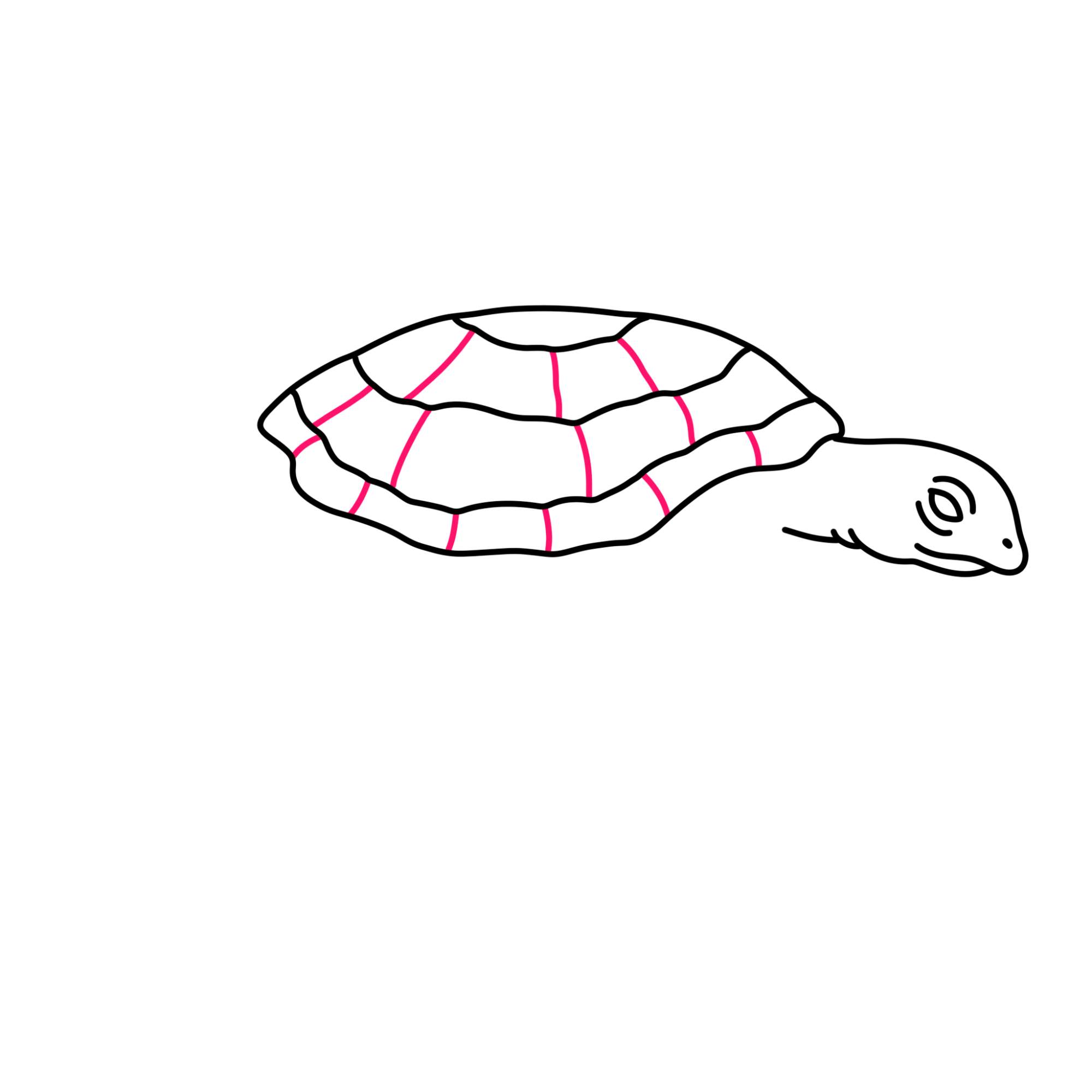 Sea Turtle Drawing - Step-6