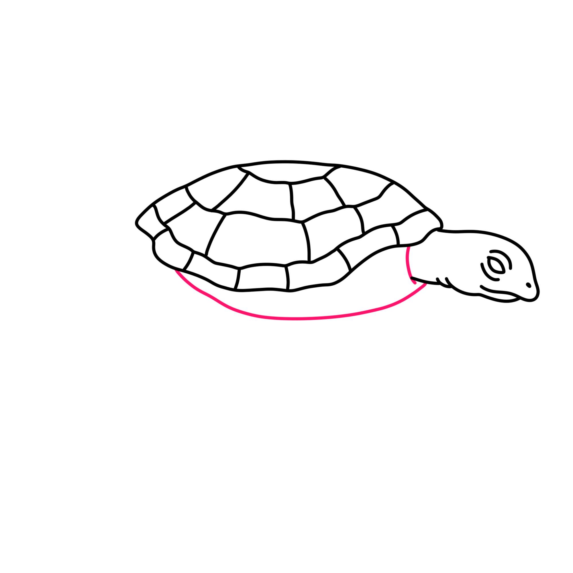 Sea Turtle Drawing - Step-7