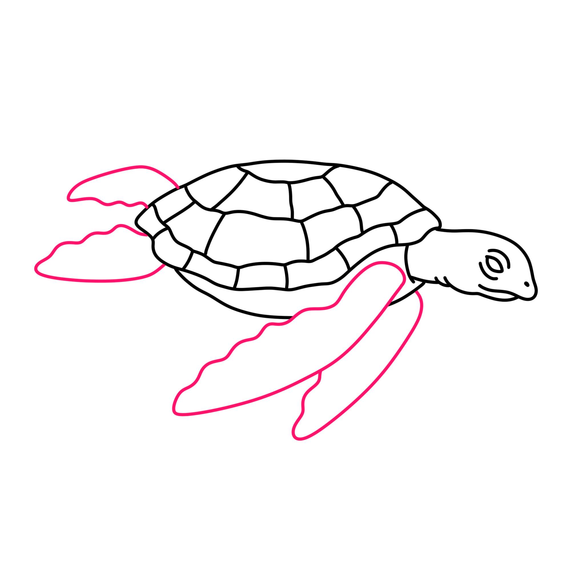 Sea Turtle Drawing - Step-8