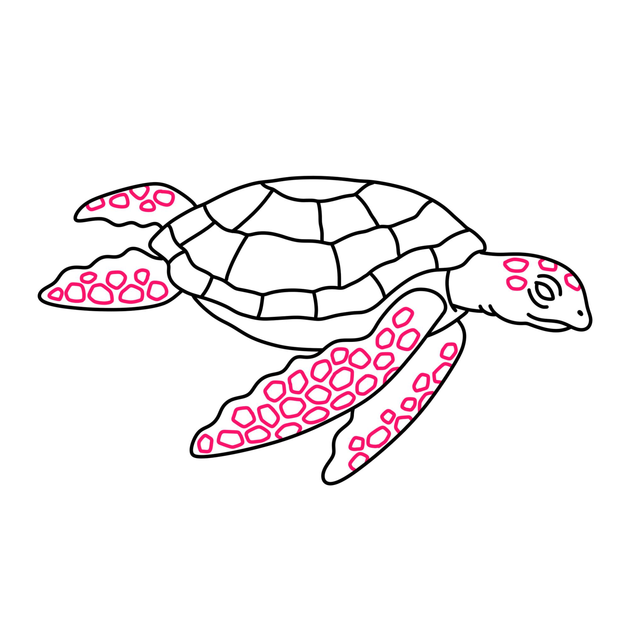 Sea Turtle Drawing - Step-9