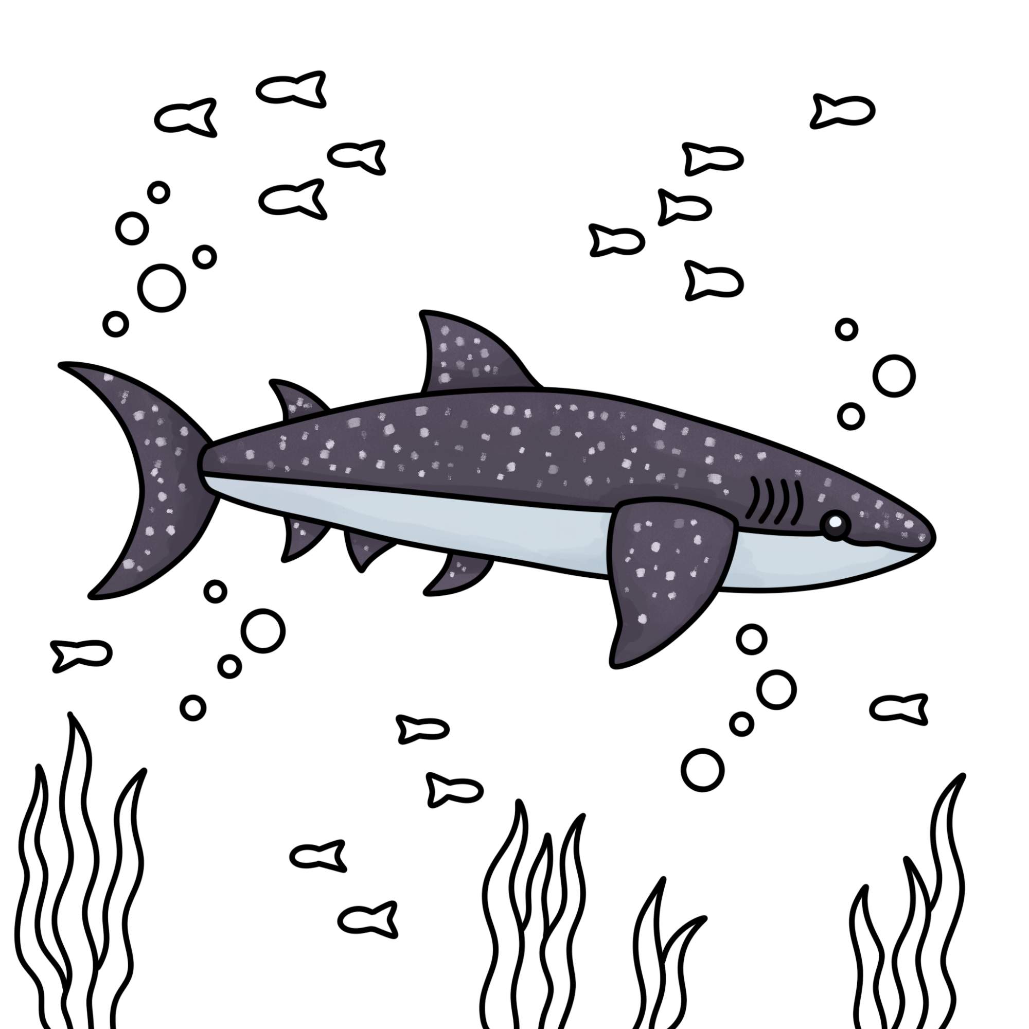 Whale Shark Drawing - Step-13