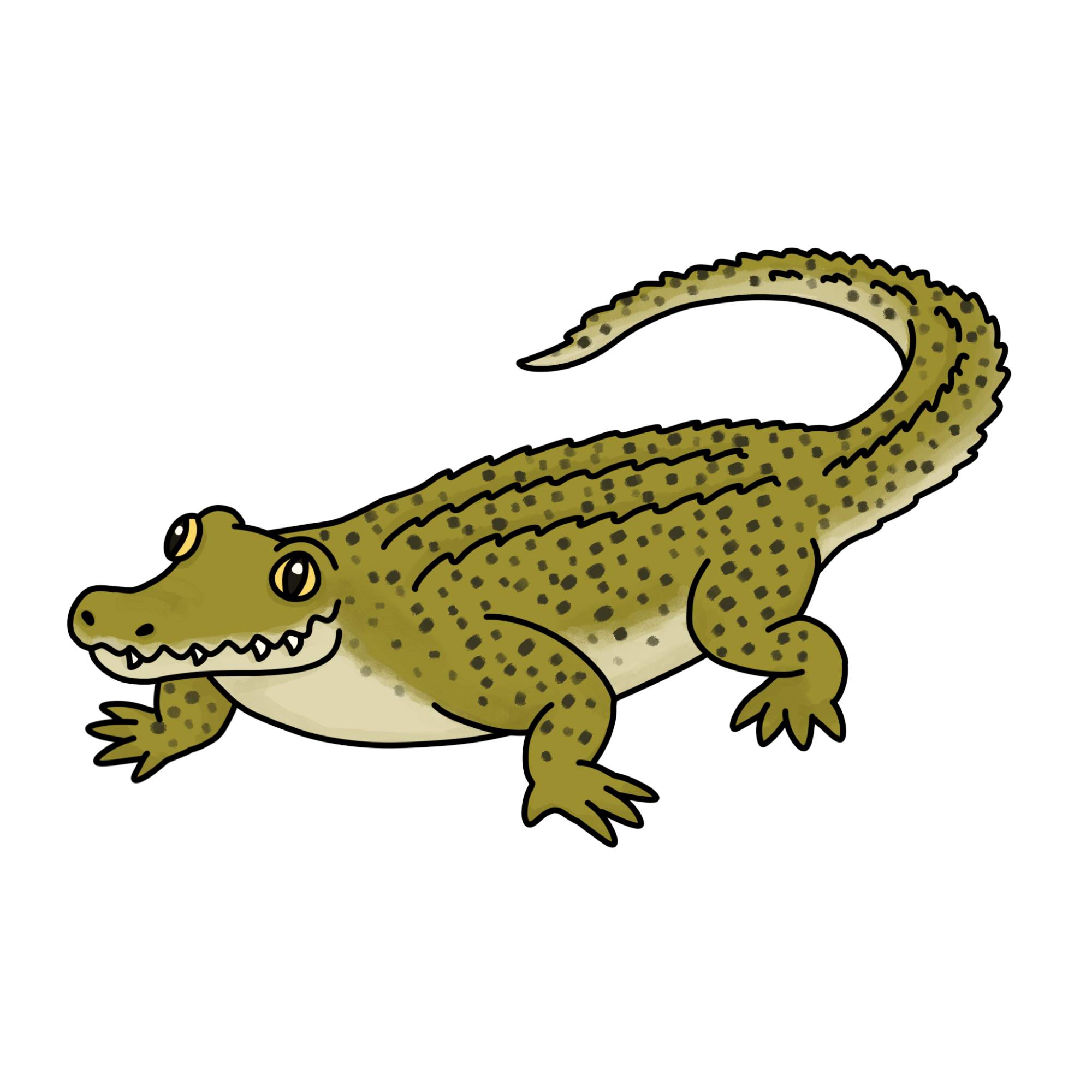 Crocodile Drawing for Kids - Step-15