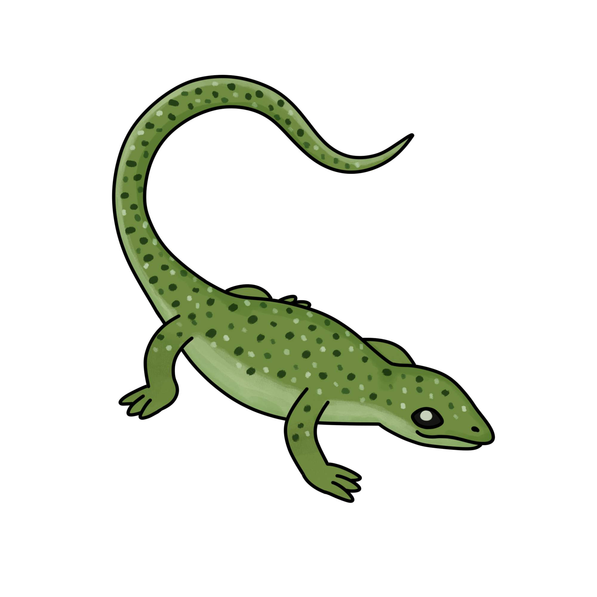 Easy Lizard Drawing - Step-11