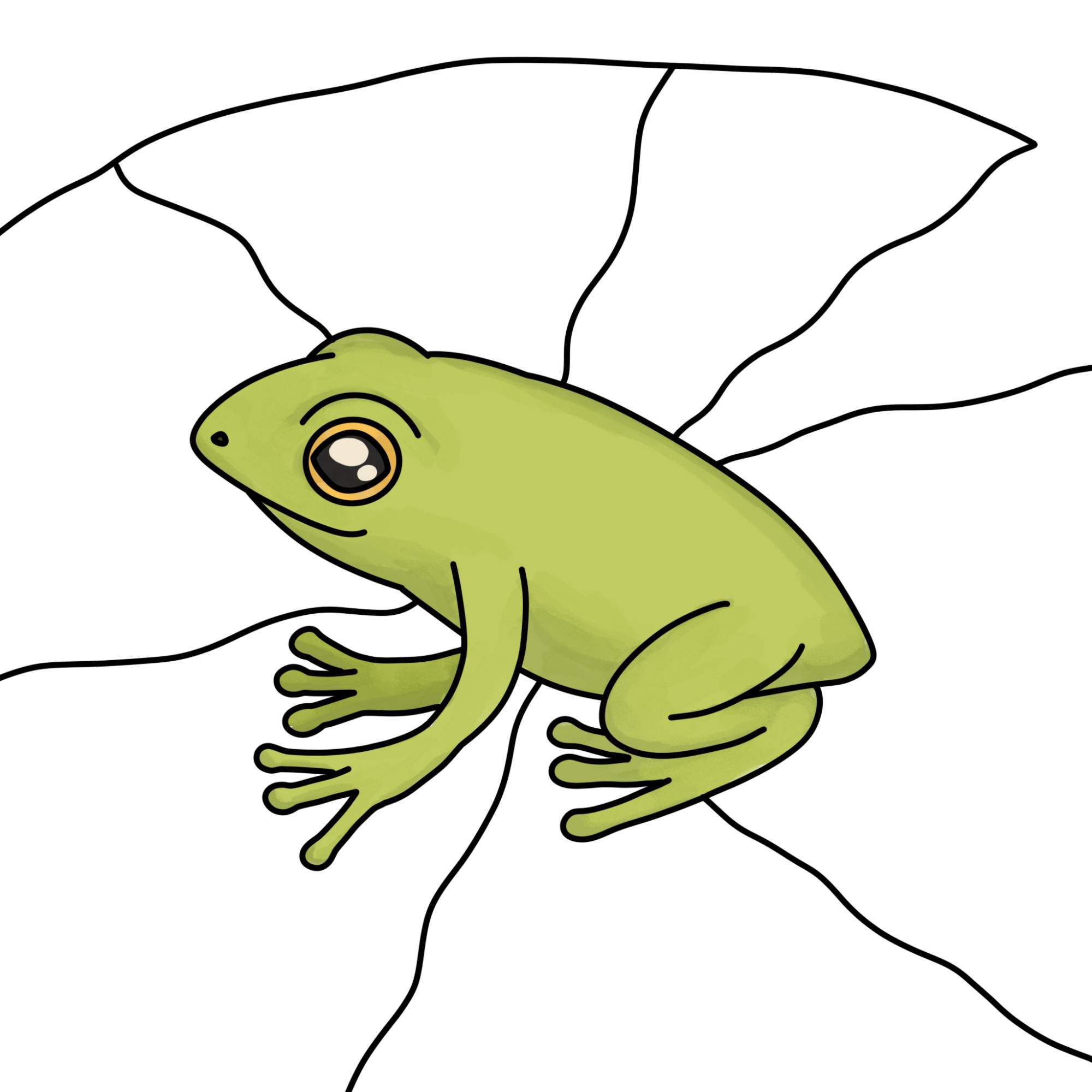 How to Draw a Baby Frog - Step-13