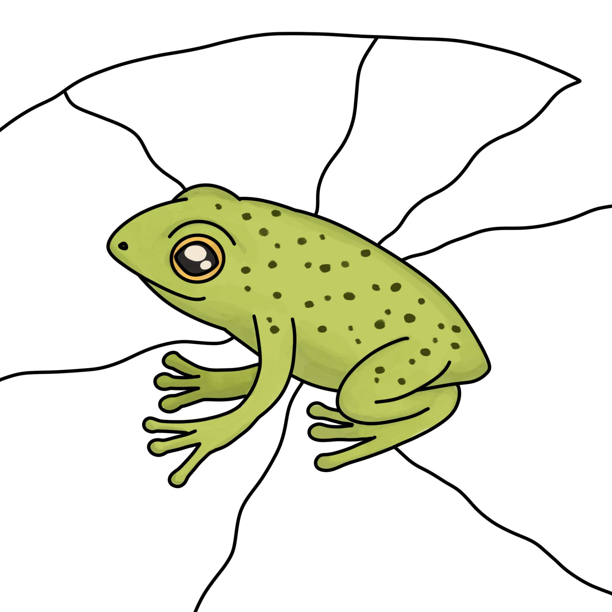 How to Draw a Baby Frog - Step-14