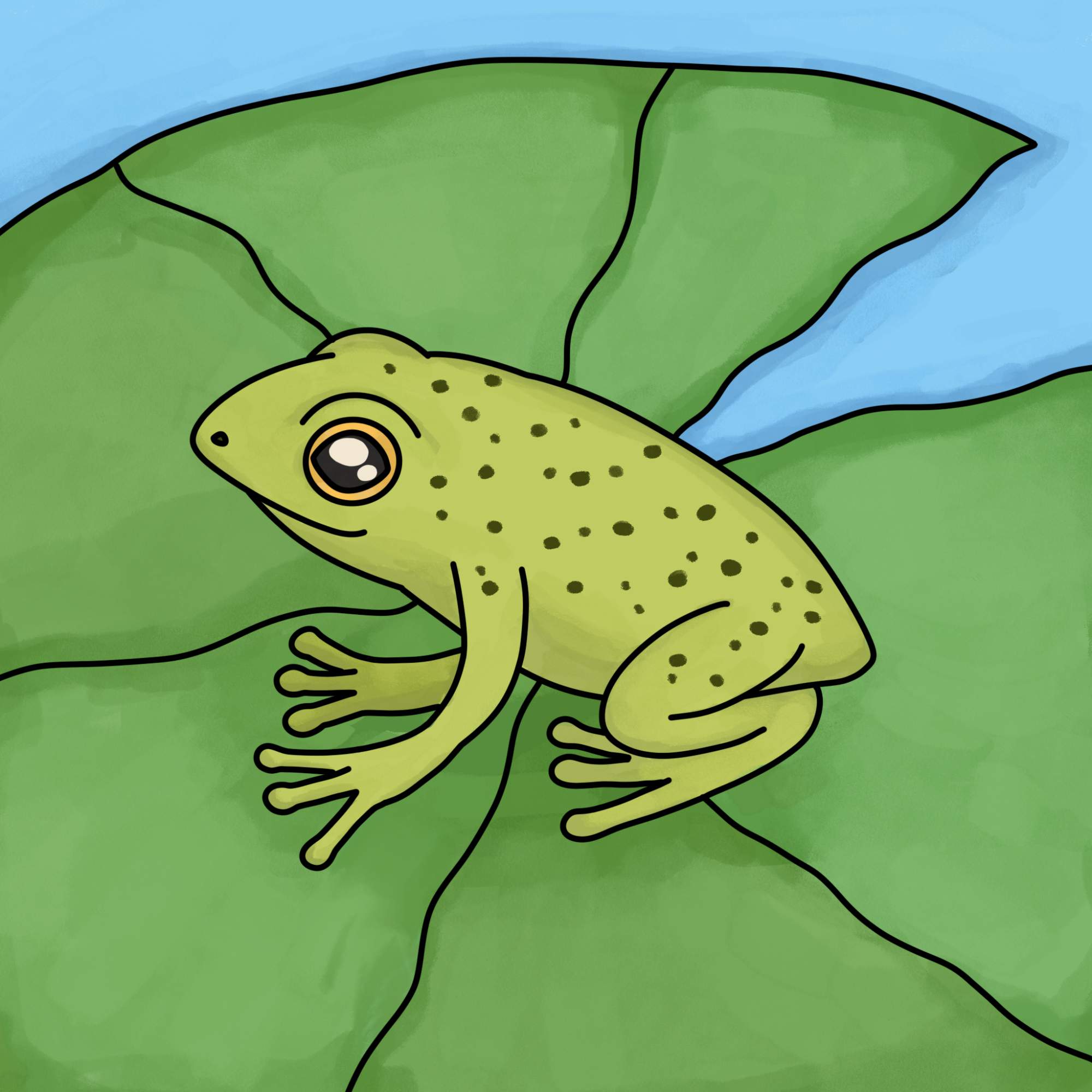 How to Draw a Baby Frog - Step-15