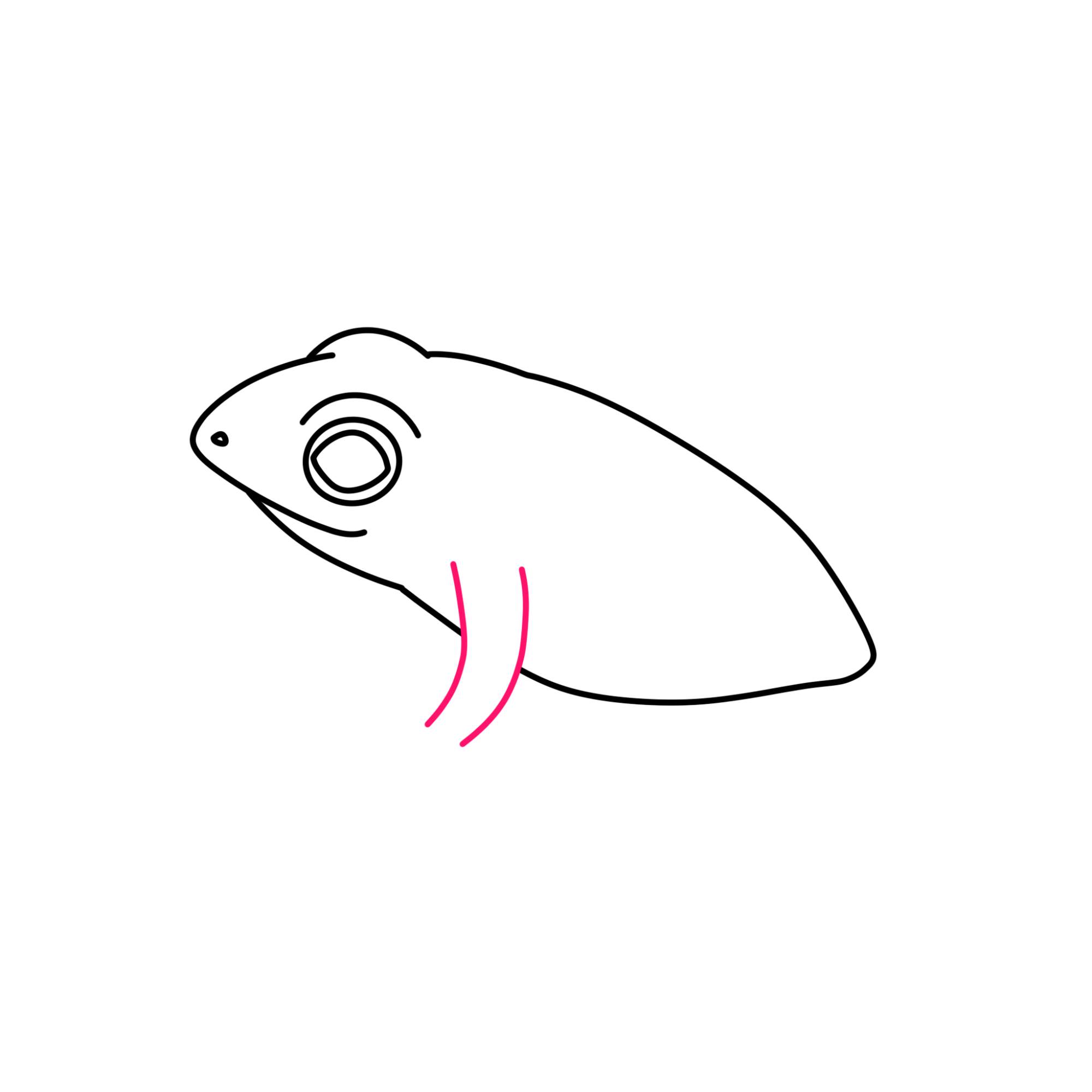 How to Draw a Baby Frog - Step-7