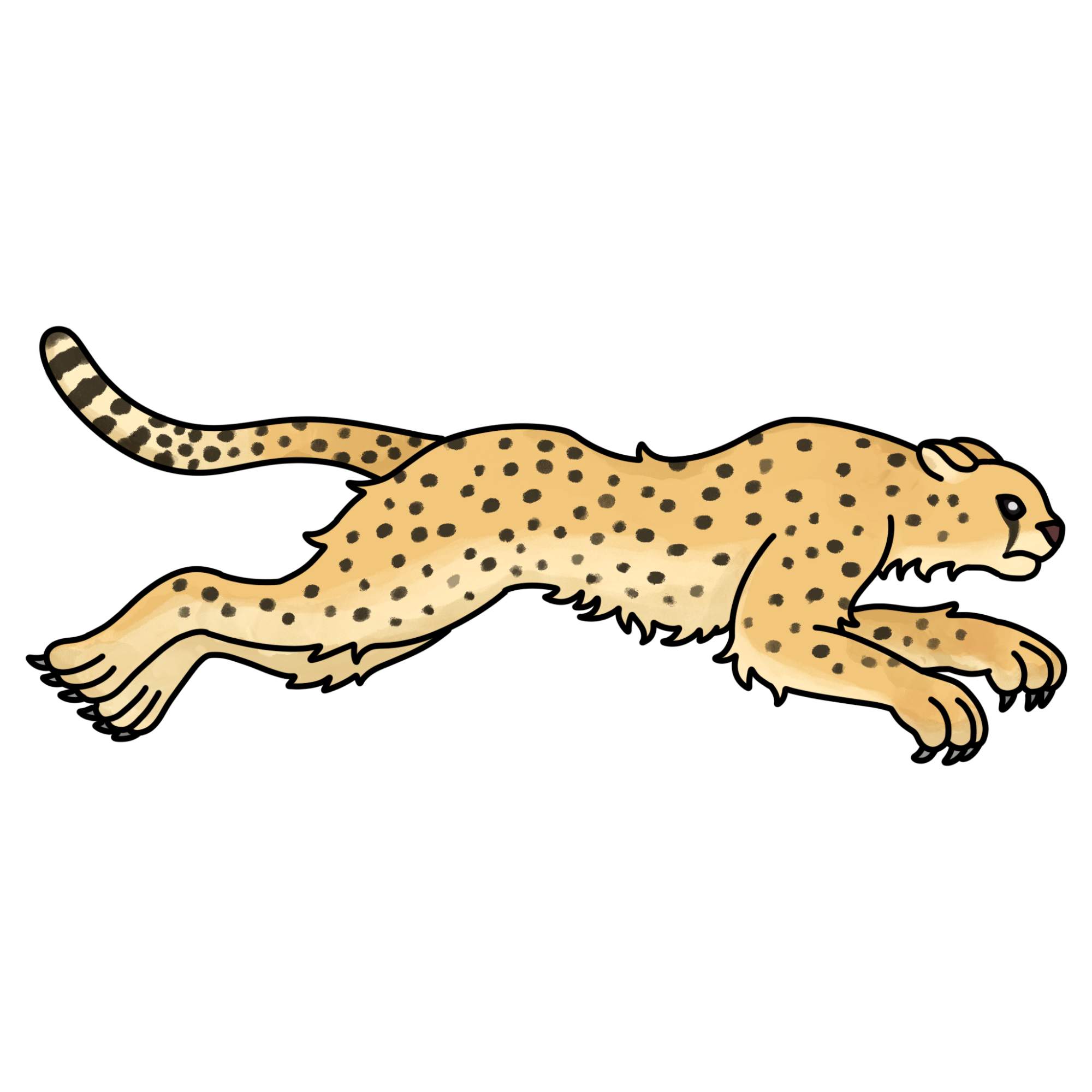 How to Draw a Cheetah - Step-15