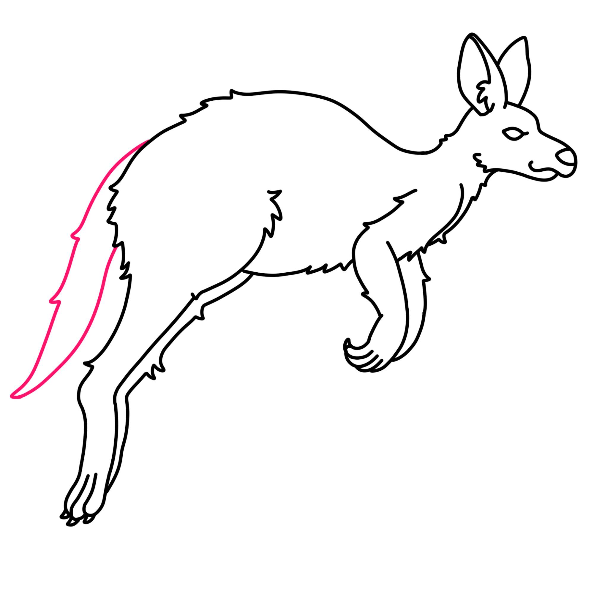 How to Draw a Kangaroo - Step-10