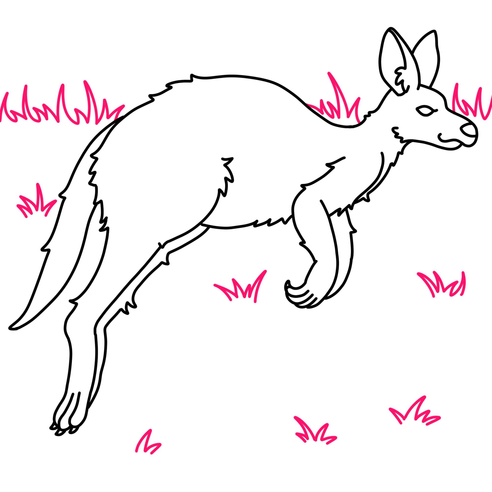 How to Draw a Kangaroo - Step-11