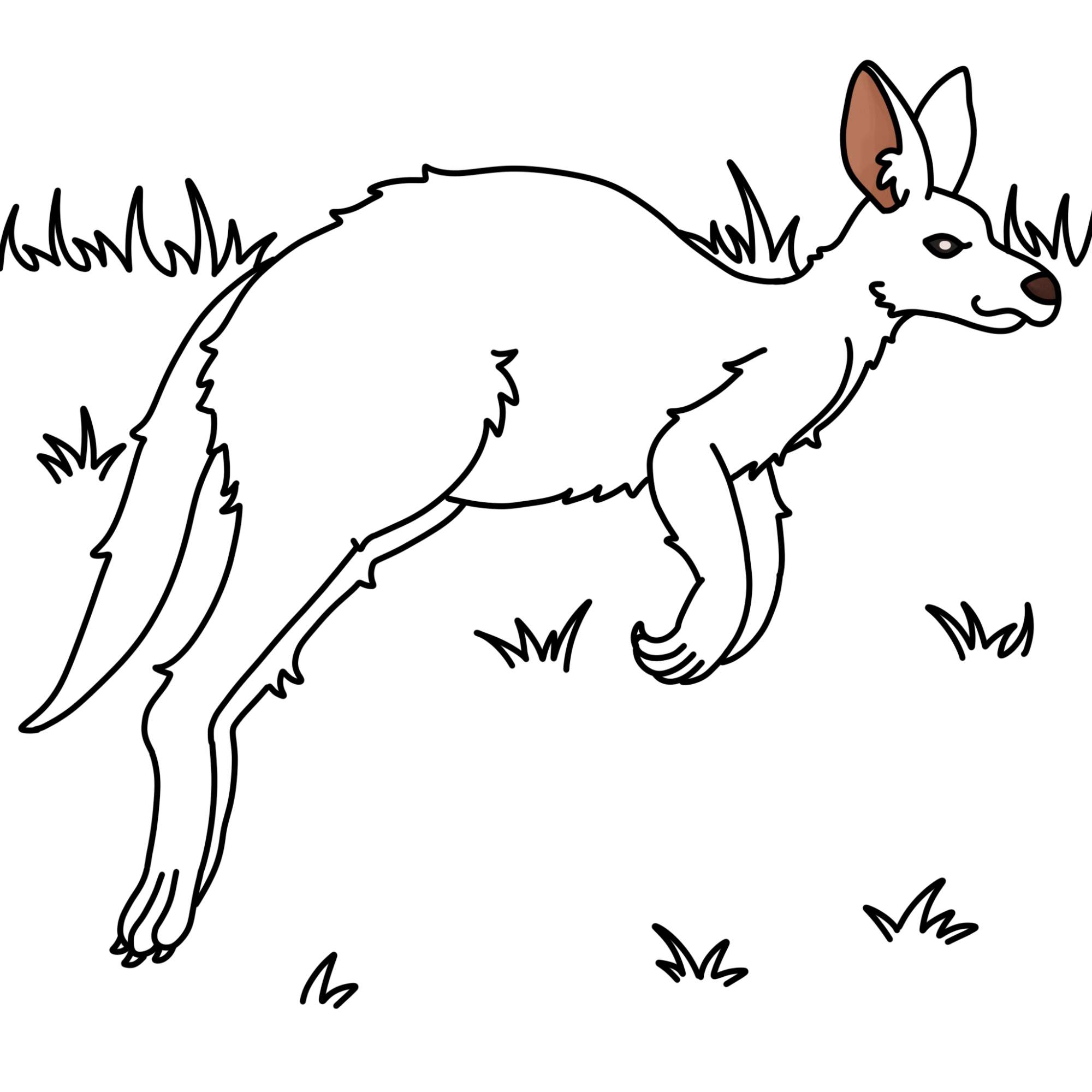 How to Draw a Kangaroo - Step-12