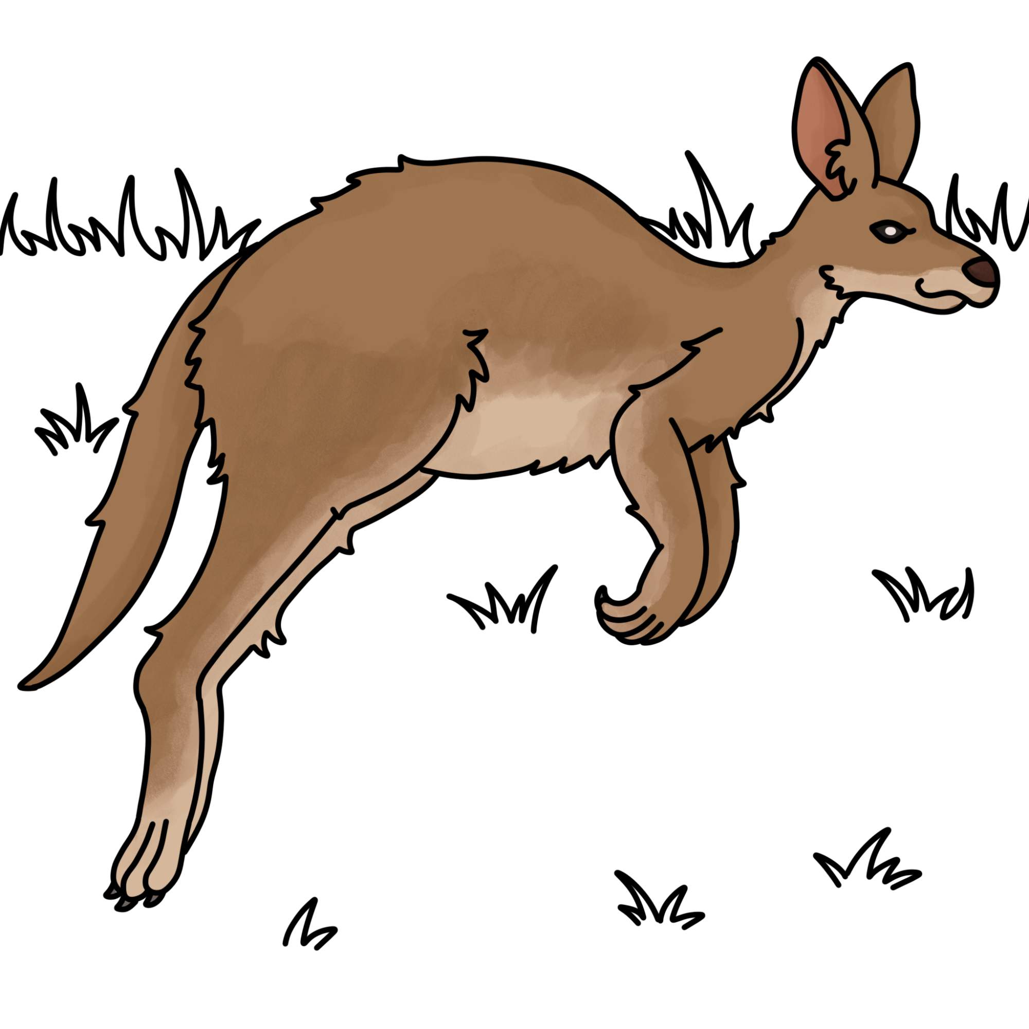 How to Draw a Kangaroo - Step-13