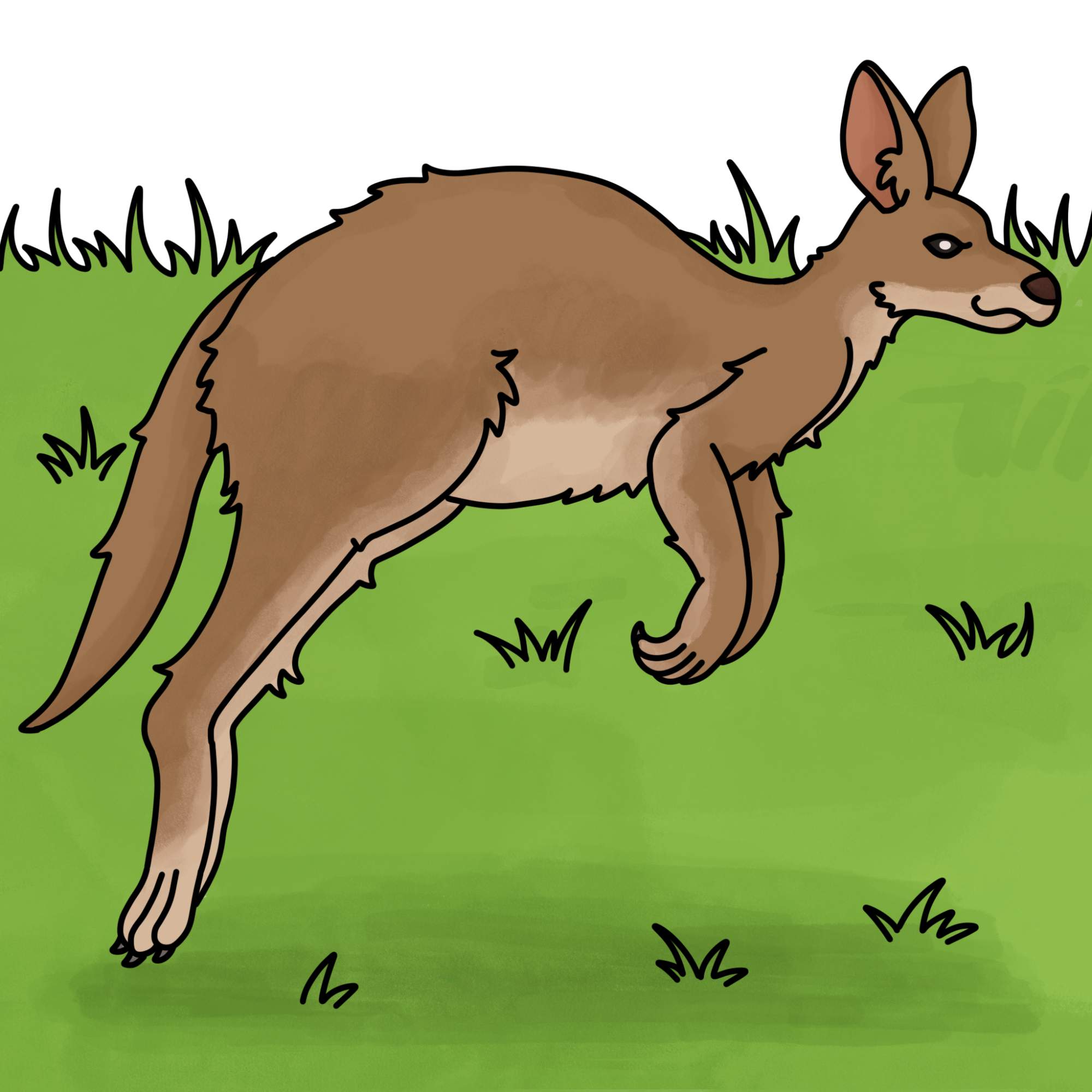 How to Draw a Kangaroo - Step-14