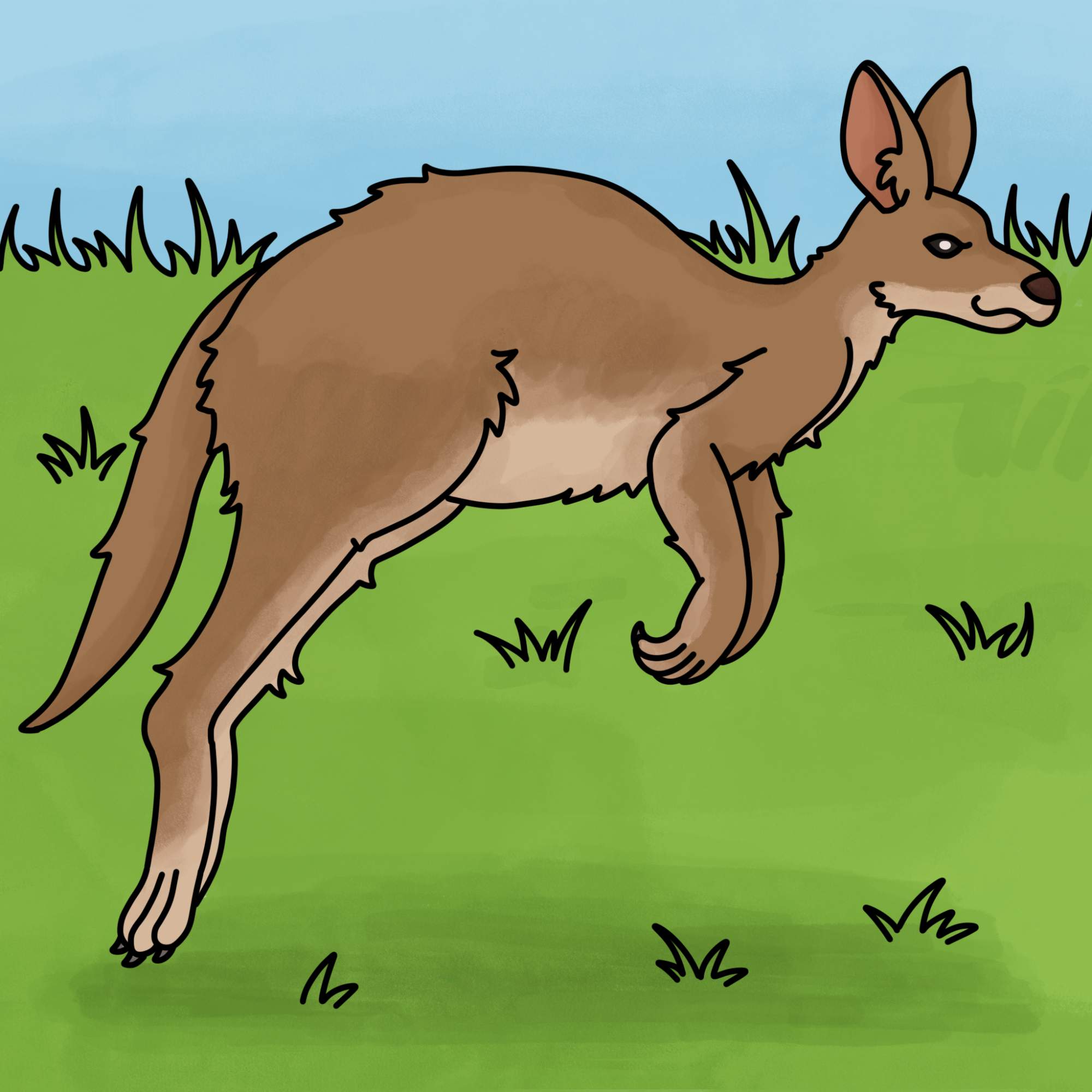 How to Draw a Kangaroo - Step-15