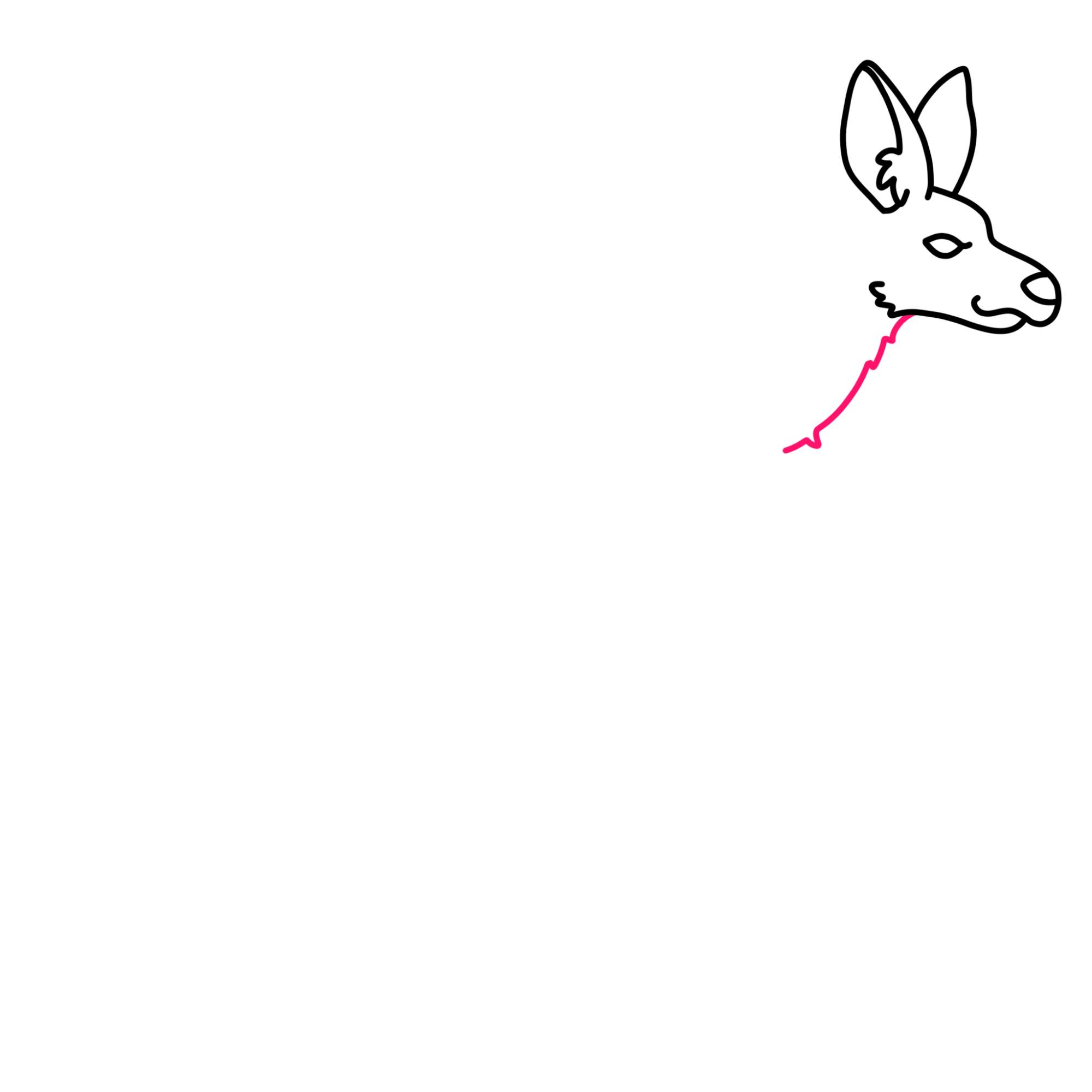 How to Draw a Kangaroo - Step-6