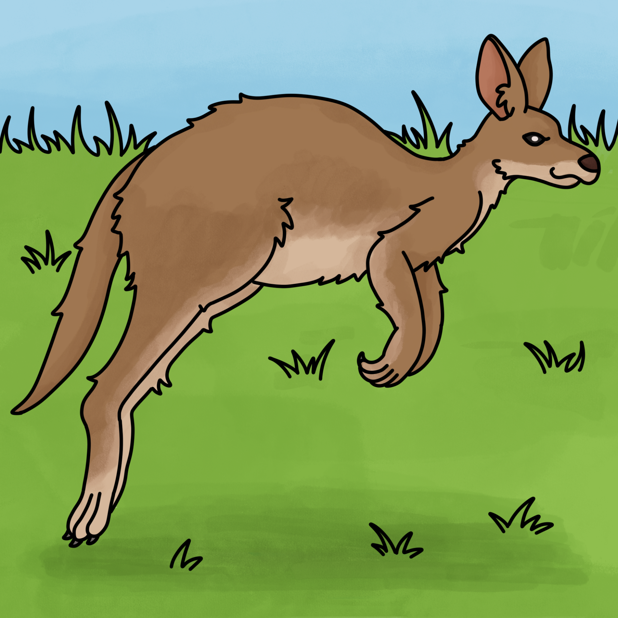 How to Draw a Kangaroo