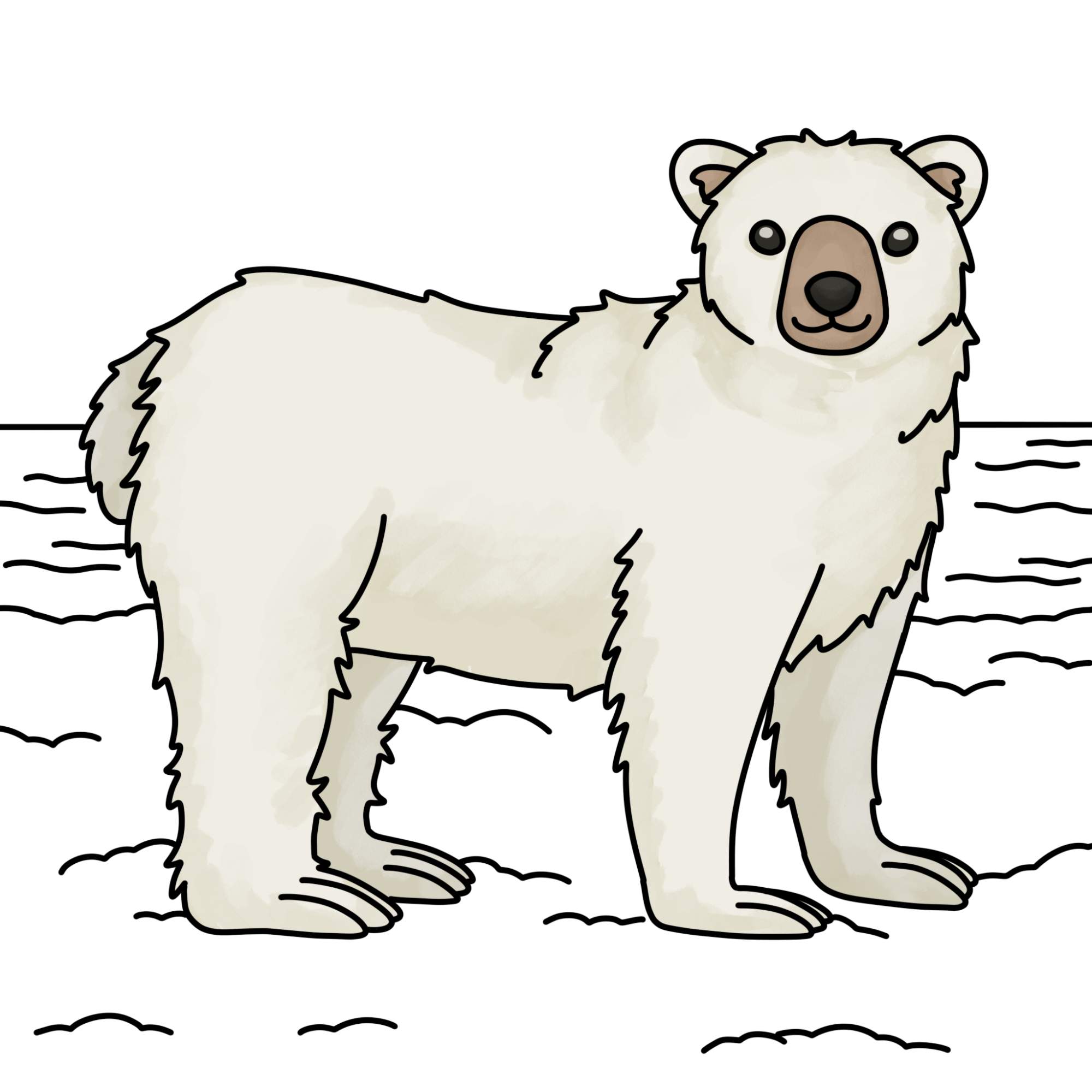 How to Draw Polar Bear - Step-13