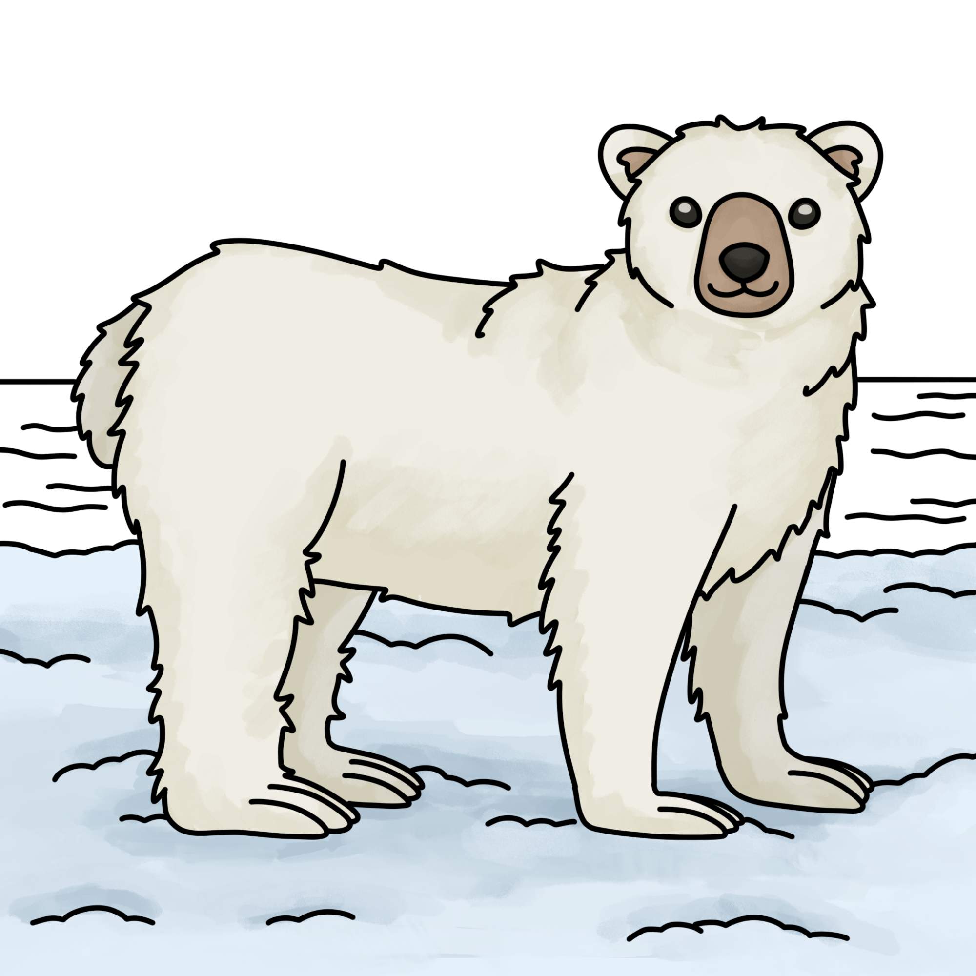 How to Draw Polar Bear - Step-14