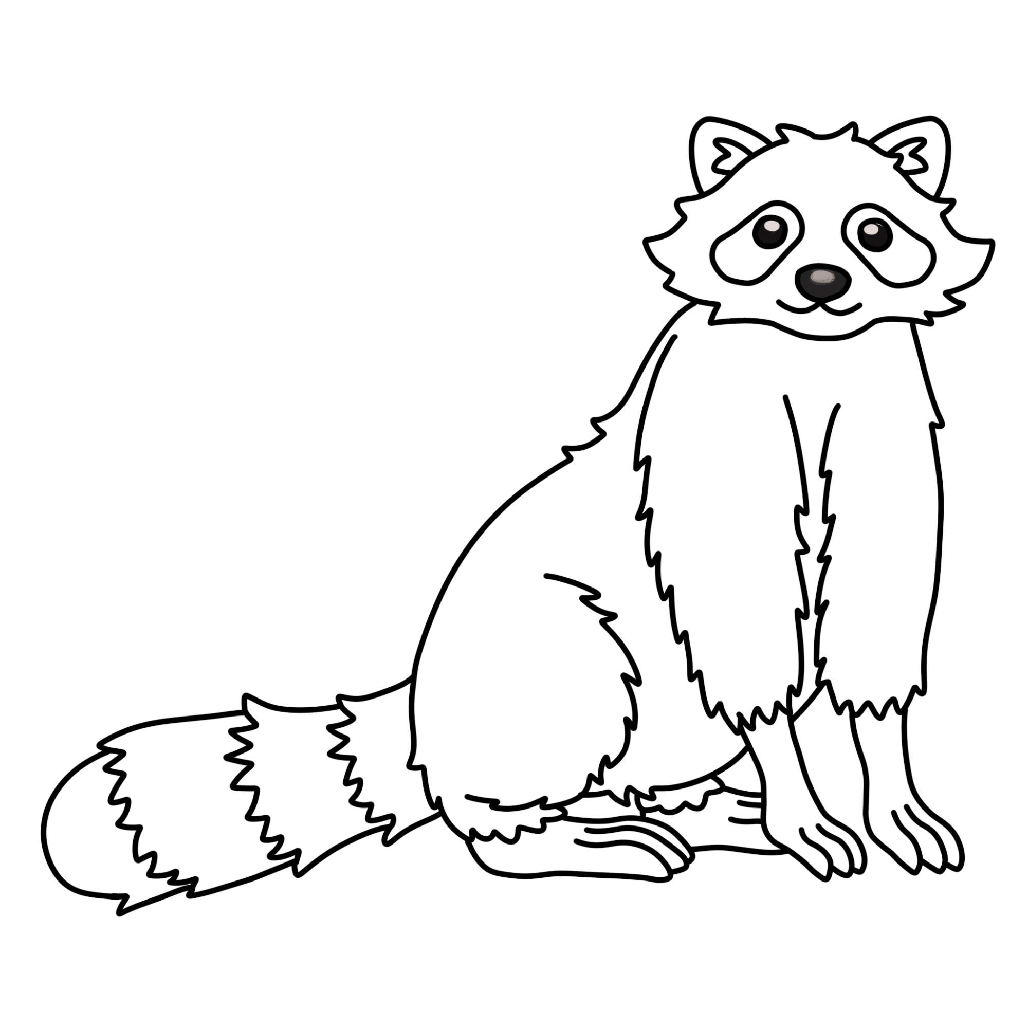 Raccoon Drawing - Step-12