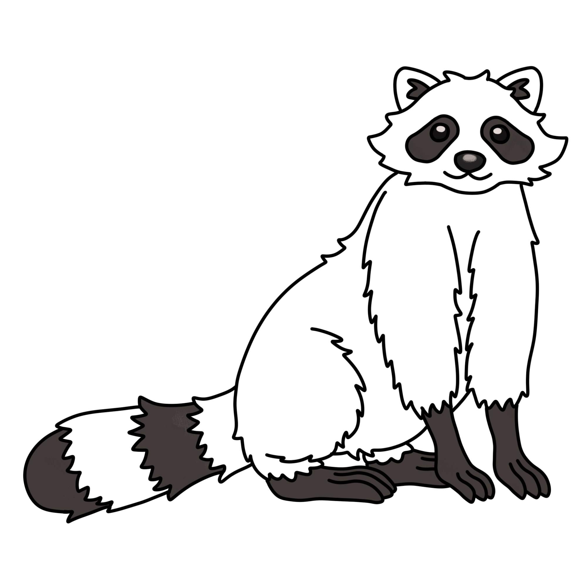 Raccoon Drawing - Step-13