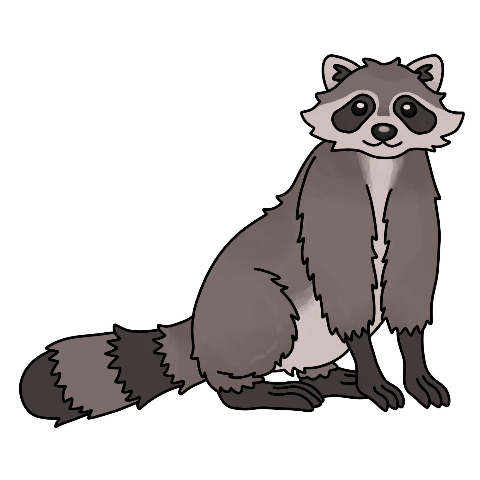 Raccoon Drawing - Step-15